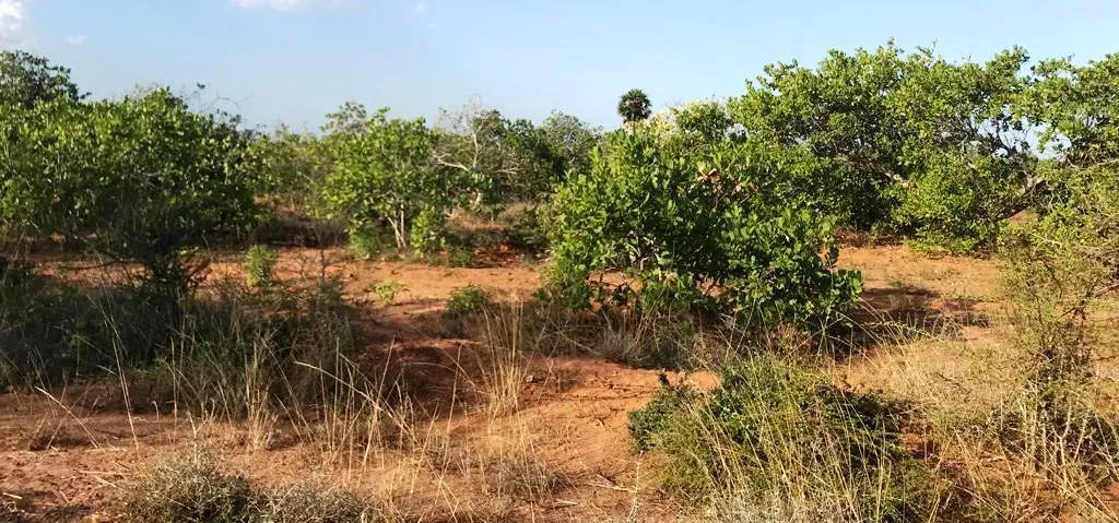  Forest Department to destroy cashew forest at once! Public protest against drought